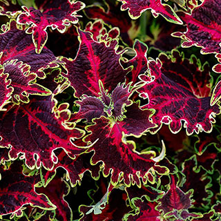 Coleus Solar Flare 
