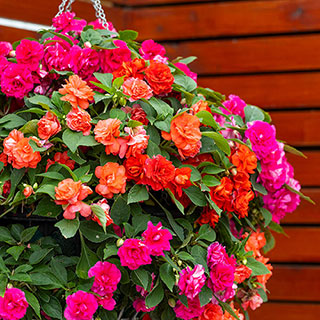 Impatiens Glimmer Collection 