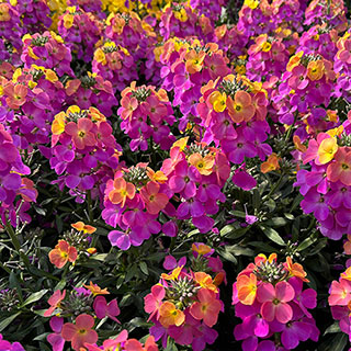 Erysimum 'Rainbow Glow'