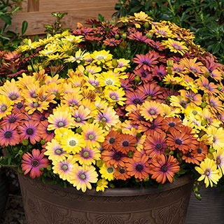 Osteospermum Akila Hawaii Sunset Shades 