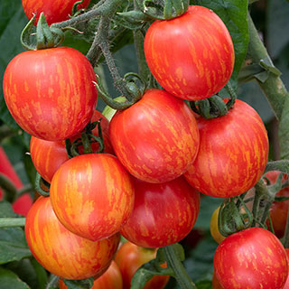 Tomato Rocola Stripe 