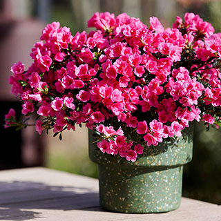 Azalea cascadula 'Bright Fuchsia'
