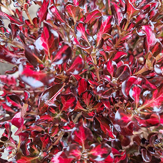 Coprosma 'Northern Lights'