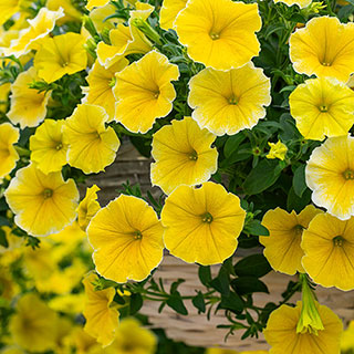 Petunia Bees Knees 