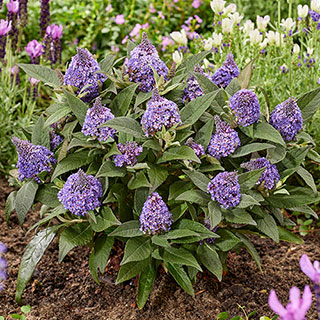 Buddleia 'Little Rockstars Blue'