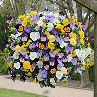 Pre-Planted 'Pansy Cool Wave' Hanging Baskets