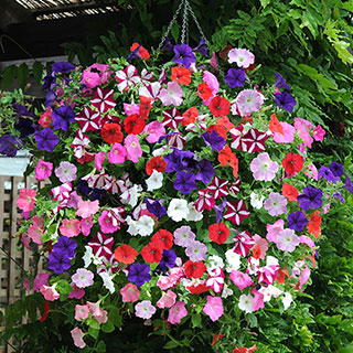Pre-Planted Petunia 'Wave' Mix Hanging Baskets