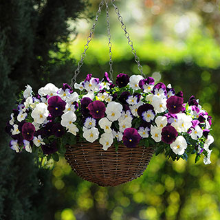 Pre-Planted 'Cool Wave Berries & Cream' Hanging Baskets