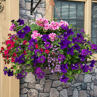 Pre-Planted 'Summer Sensation' Hanging Baskets