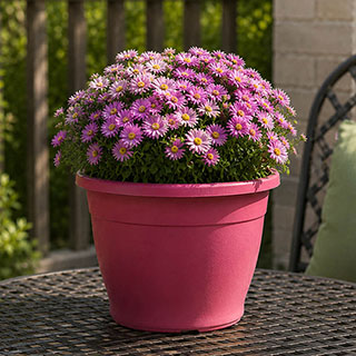 Pre-Planted Aster 'Alpha' in Pink Decopot