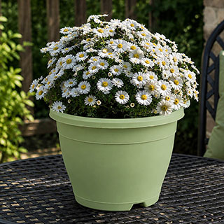 Pre-Planted White Aster 'Alpha' in Decopot