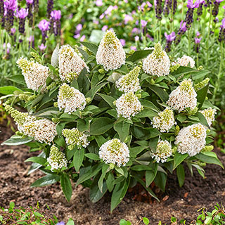 Buddleia 'Little Rockstars White'
