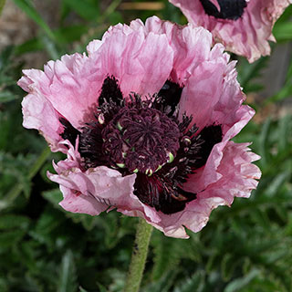 Papaver 'Pink Perfection' Poppy