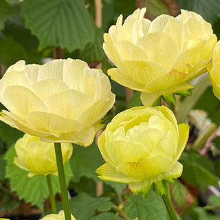 Trollius x cultorum 'Full Moon'