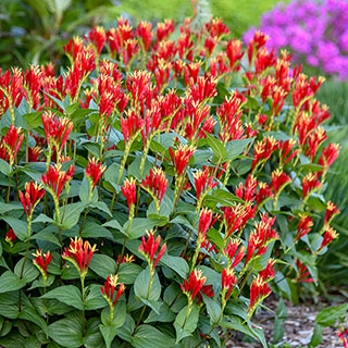 Spigelia 'Little Redhead'