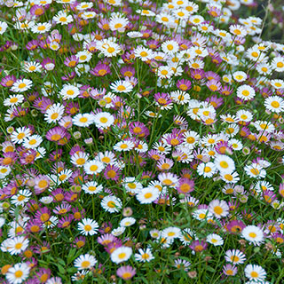 Erigeron karvinskianus 'Sea of Blossom' 