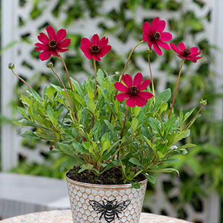 Cosmos Cherry Chocolate 