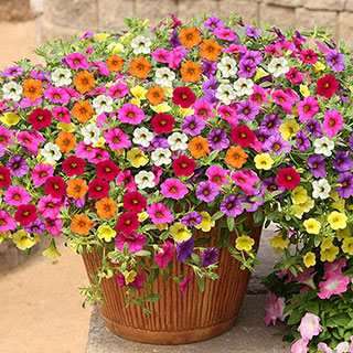 Calibrachoa Million Bells Collection 