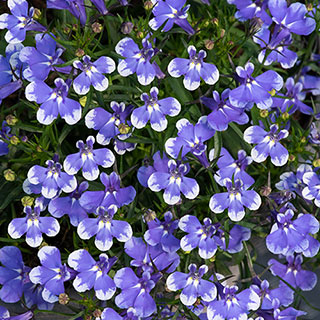 Lobelia Infinity Blue Sparkle 