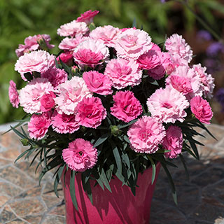 Dianthus 'I Love You' 