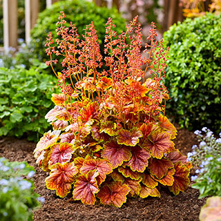 Heuchera 'Eternal Flame'