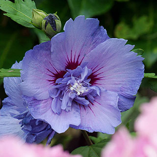 Hibiscus Blue Chiffon 