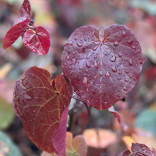 Cercis canadensis Merlot 