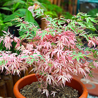 Acer palmatum 'Iyoshi'