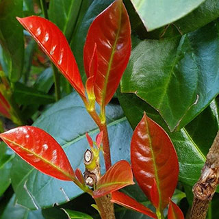Cherry Laurel 'On Fire'