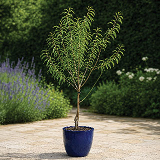 Almond 'Dulcis' Tree