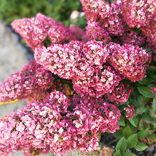 Hydrangea 'Sundae Fraise'