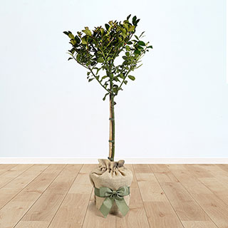 Gift Wrapped Standard Holly Trees