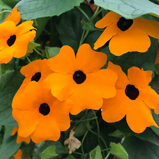 Thunbergia 'Sunny Susy New Orange'