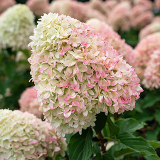 Hydrangea 'Living Candy Love'