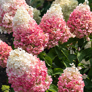 Hydrangea 'Living Pinky Promise'