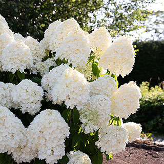 Hydrangea 'Living Summer Snow'