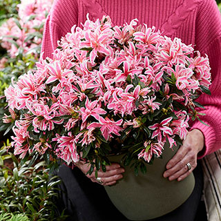 Azalea 'Pink Spider'