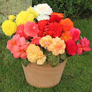 Begonia 'Compacta'