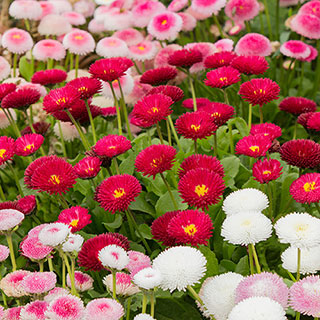 Bellis 'Belle'