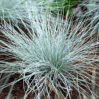 Blue Festuca Grass