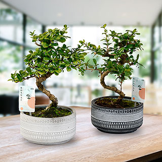 Bonsai Tribal Mix