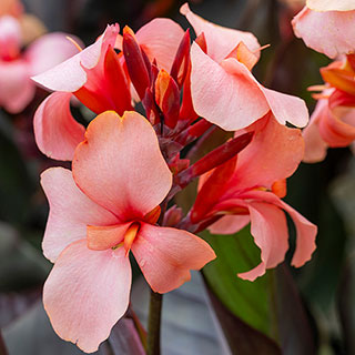Canna Lily 'Cannova Bronze Peach'