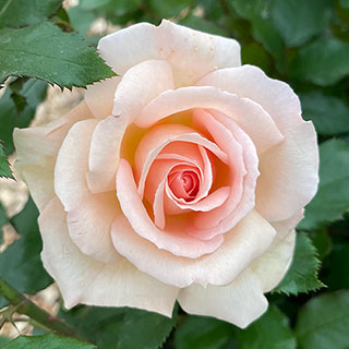 Patio Standard Rose 'Chandos Beauty'