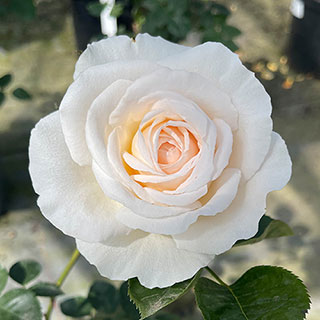 Patio Standard Rose 'Cream Abundance'