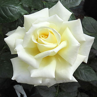 Patio Standard Rose 'Diamond Days'