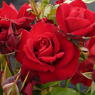 Patio Standard Rose 'Spirit of Britain'