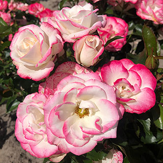 Rose of the Year 2027 'Art Deco'