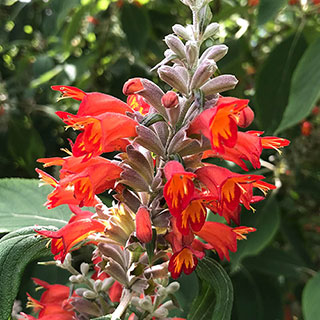 Colquhounia 'Nepalese Flame'