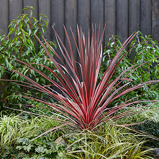 Cordyline 'Charlie Boy'