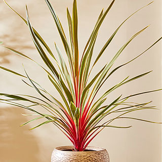 Cordyline 'Magic Star'